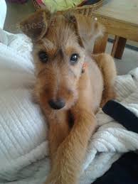 Image result for irský teriér