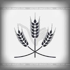 Даже в антарктиде встречаются 2 вида злаков — щучка антарктическая (луговик антарктический) и обнаруженный недавно заносный вид — мятлик. Koloski Pshenicy Illyustraciya V Vektore