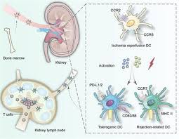 Byråd for miljø og samferdsel i oslo. Frontiers Dendritic Cells Versatile Players In Renal Transplantation Immunology