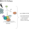 Children under age 18 are not currently advised to get genetic testing for brca mutations. 1