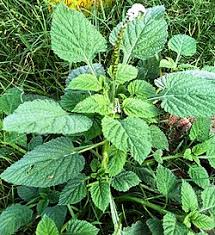 Image result for Heliotropium indicum