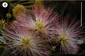 Image result for Pseudoprosopis