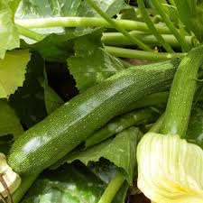 Maybe you would like to learn more about one of these? Zucchini Mutabile Organic Adaptive Seeds