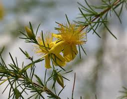 Image result for Hypericum humbertii