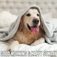 We did not find results for: Good Morning And Happy Sunday Dog Meme Memezila Com