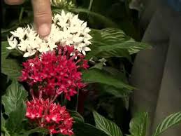 Image result for Pentas micrantha