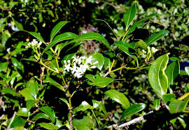 Image result for Psydrax