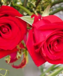 Perang bunga mawar atau perang bunga ros (bahasa inggeris: Jual Tanaman Mawar Merah Red Rose Bibitbunga Com