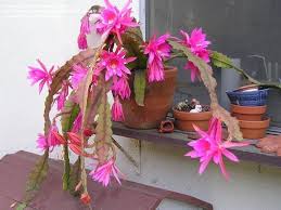 Maybe you would like to learn more about one of these? Plantfiles Pictures Ric Rac Orchid Cactus Fishbone Cactus Selenicereus Anthonyanus 1 By Jasminebugli