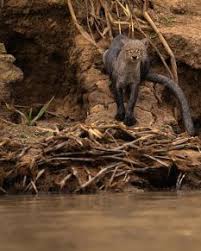 MidiaNews | Gato-mourisco surpreende ao "posar" para foto no Pantanal: &ldquo;Raro &rdquo;