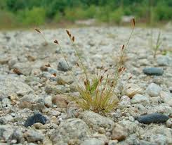 Image result for Bulbostylis hispidula