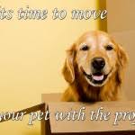 Maybe you would like to learn more about one of these? Pet Movers Pet Delivery Service Dog Transport Pet Moving And Relocation Pet Ground Transportation Pet Transport Service