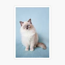 Roxanne kitty the cat artist had a cat just like this named winter. Blue Eyed Ragdoll Kitten Greeting Card By Arlettacwalina Redbubble