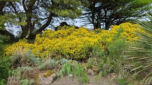 Image result for Genista