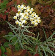 Image result for Gutenbergia polycephala