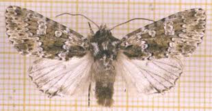 Image result for Polymixis polymita