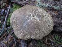 Image result for Xerocomellus diffractus