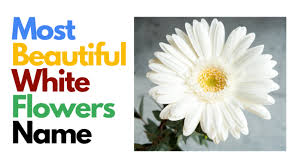 Maybe you would like to learn more about one of these? Top 30 Most Beautiful White Flowers Name In Hindi