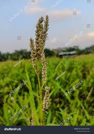 Image result for Persicaria barbata