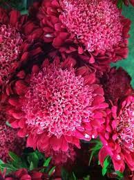 Pin On Red And Orange Flowers