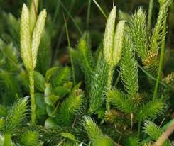 Image result for Lycopodium clavatum