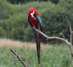 Image result for Acridocarpus chloropterus