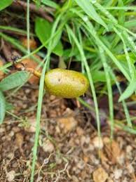 Image result for Parinari capensis