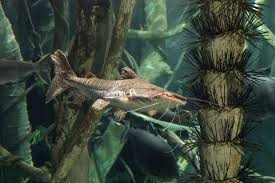 Tn Aquarium Tennessee Aquarium Fish Tank Plants Chattanooga Attractions