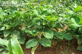 Image result for Canavalia ensiformis