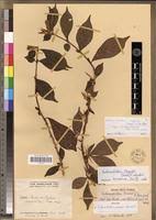 Image result for Sclerochiton vogelii