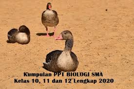 Maybe you would like to learn more about one of these? Kumpulan Ppt Biologi Sma Kelas 10 11 Dan 12 Lengkap 2020 Sanggar Belajar Hero