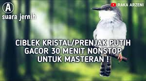 Ciblek kristal hd mp3 & mp4. Suara Ciblek Kristal Gacor Belajar