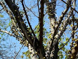 Image result for Ficus sansibarica