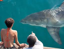 Halle berry stars as a shark expert who has stayed away from the water after a shark killed one of her divers. Halle Berry S Jaw Dropping Close Encounter With Great White Sharks Daily Mail Online