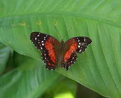 Free Butterfly Pavilion Coupons Butterfly Pavilion Denver Tourist Coupons