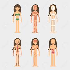 Stylized Male Body Anatomy Chart Women