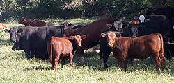 Angus Cattle Wikipedia