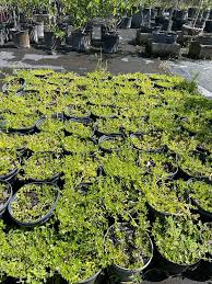 Image result for Dissotis pulchra