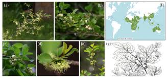 Image result for Flueggea