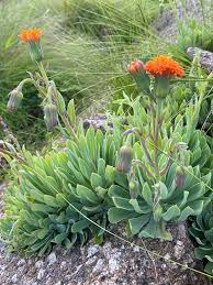 Image result for Kleinia sp.no.1