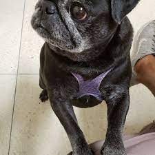 Our veterinary hospital is owned by drs. Academy Animal Hospital 48 Reviews Veterinarians 741 Academy Dr Solana Beach Ca Phone Number