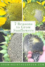 Keep soil moist and well weeded. How To Grow Sunflowers Growing In The Garden