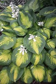 Get free ac, wifi, breakfast. Hosta Brother Stefan O Petryszyn 98 For Sale 27 00 Plant Delights Nursery
