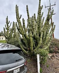 Image result for Lophocereus marginatus