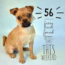 How Paw Some Is This Over 50 Animals Found Homes This Weekend Dog Dogsofinstagram Chihuahua Rescue Rescuedog Love Ado Humane Society Animals Paw