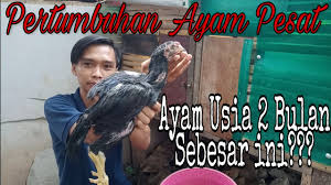 D&b hoovers provides sales leads and sales intelligence data on over 120 million companies like ayam a trading around the world, including contacts, financials, and competitor information. Jenis Ayam Modern Ayam Trad Youtube
