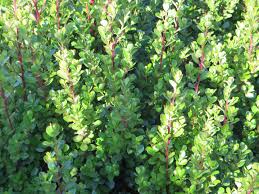 Image result for Myrsine