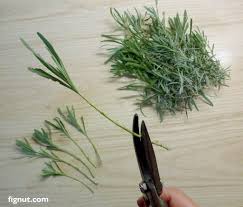 Image result for lavender cuttings
