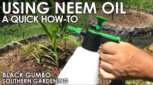 A general recommendation is to mix neem oil at the rate of two tablespoons (one ounce) per gallon of water. How To Use Neem Oil In The Garden Black Gumbo Youtube