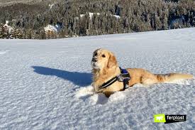 Fungal pneumonia, viral pneumonia, bacterial pneumonia and allergic pneumonia. The Dog Eats Snow When To Worry